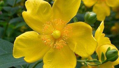 How to increase potency with folk remedies